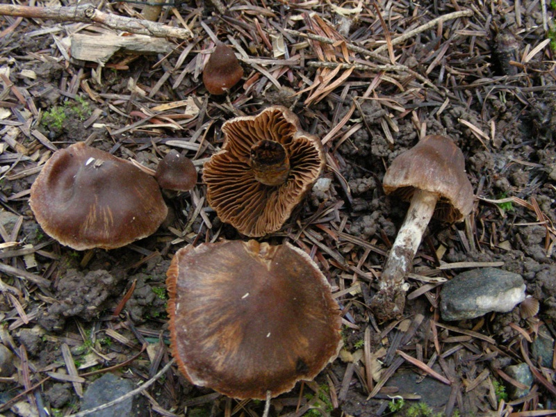 Escursione in bosco misto collinare